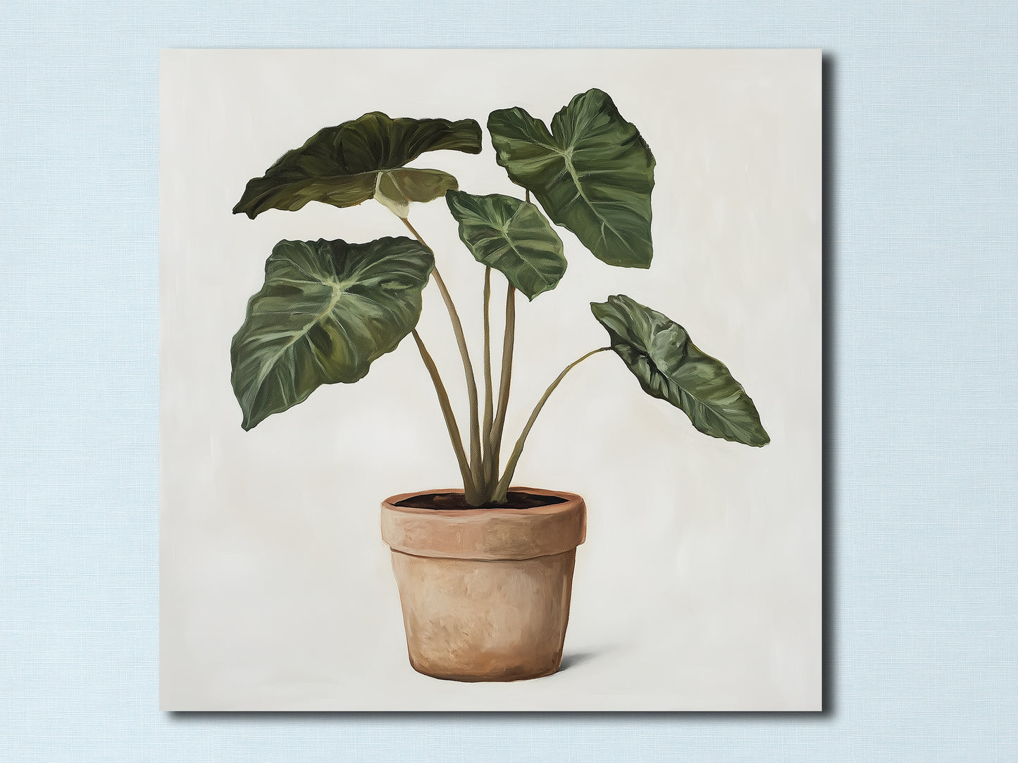 Alocasia