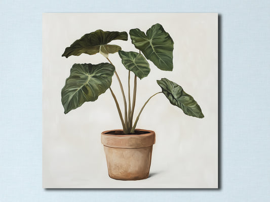 Alocasia