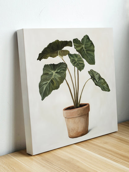 Alocasia 1