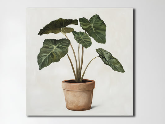 Alocasia 1