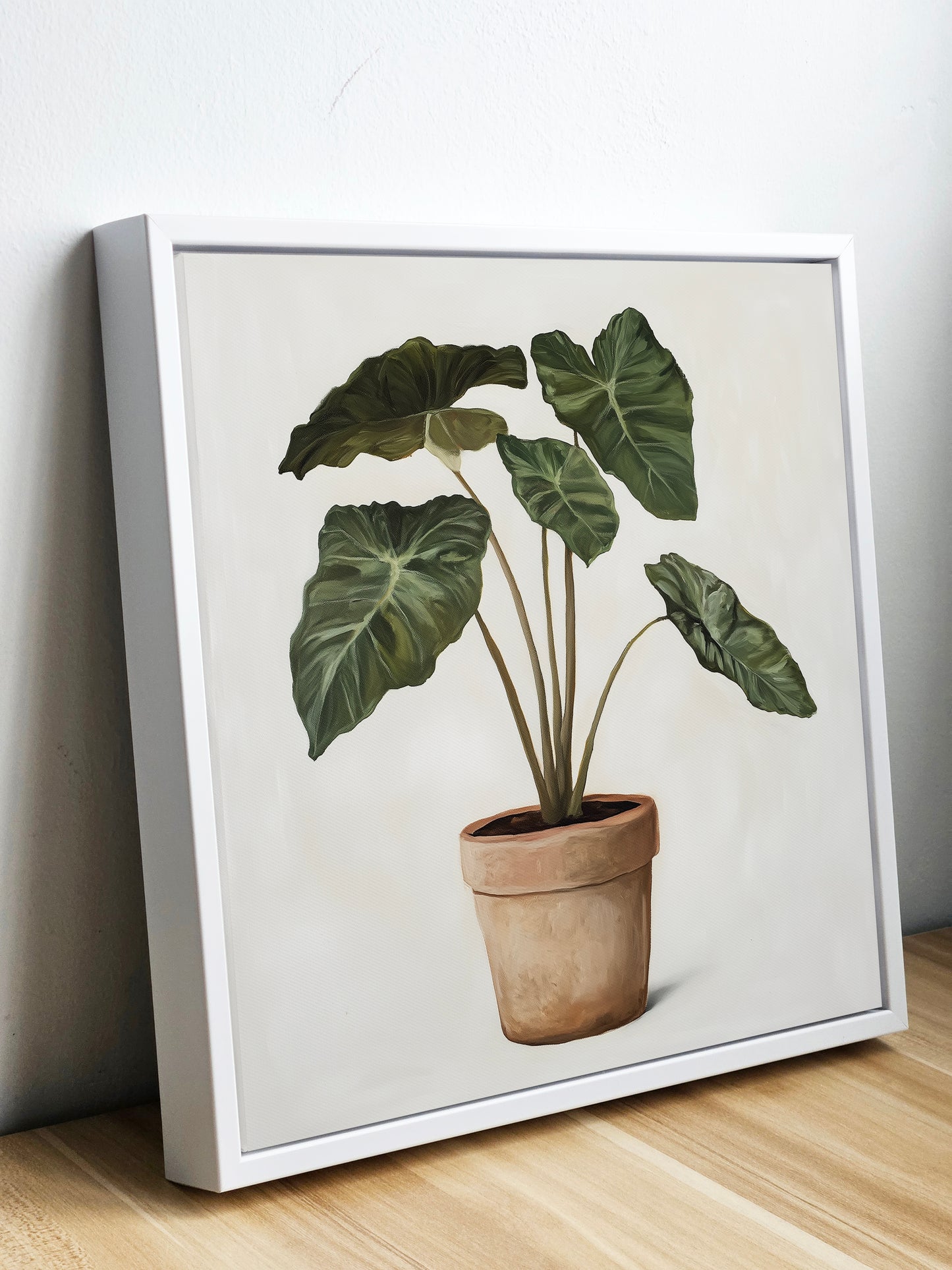 Alocasia 1