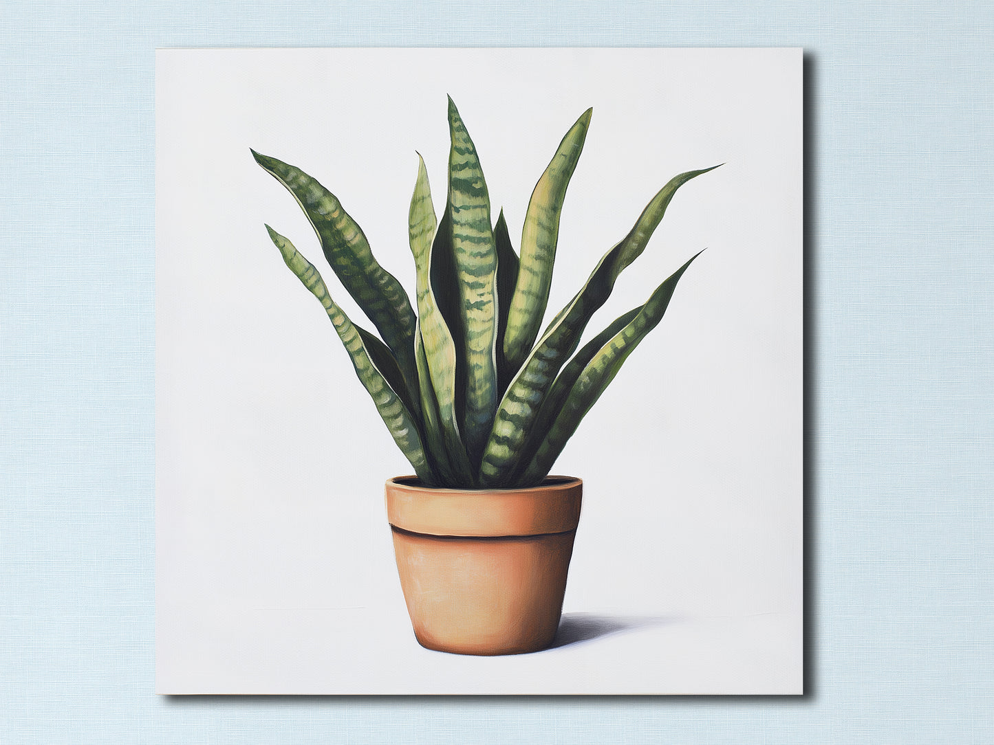 Sansevieria